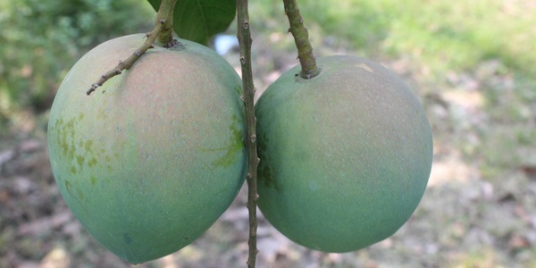 Harivanga Mango