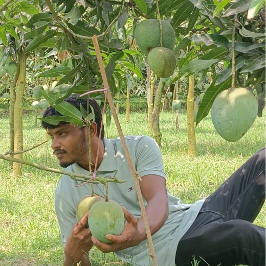 Bari 4 Mango